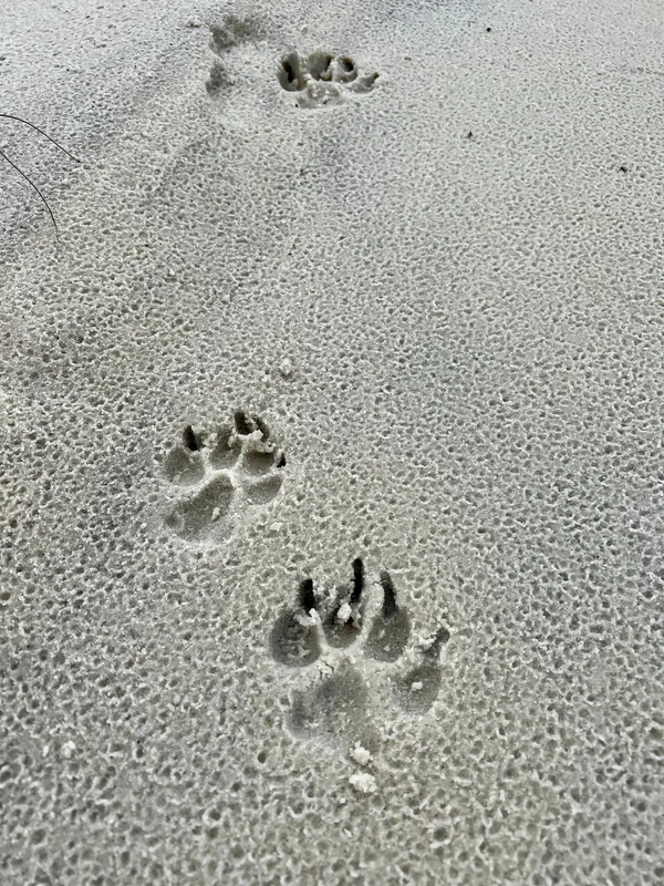 dogtracks